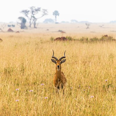 Murchison Falls Uganda