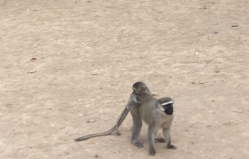 Entebbe Zoo