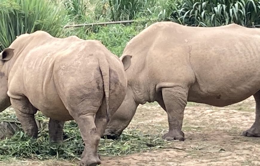 Entebbe Zoo