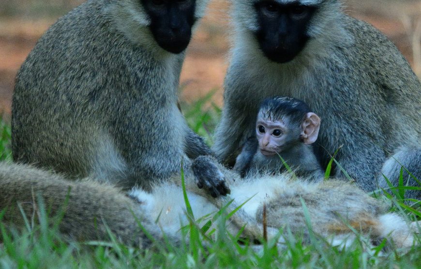 Entebbe Zoo