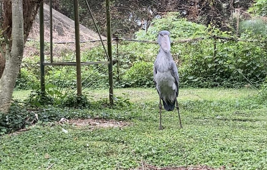 Entebbe Zoo