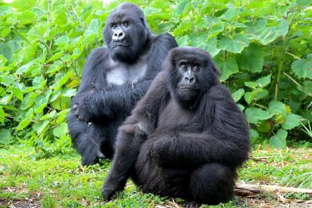 Kibale National park