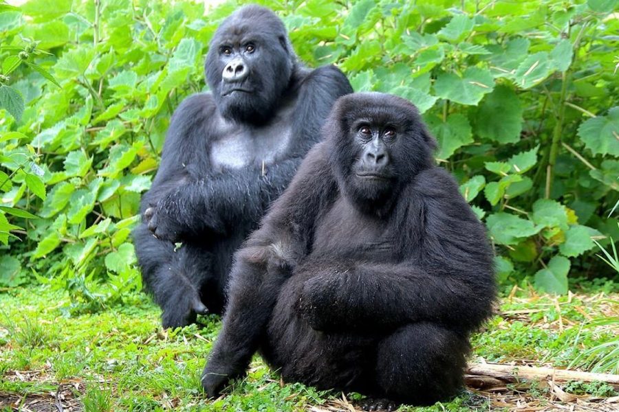 Kibale National park