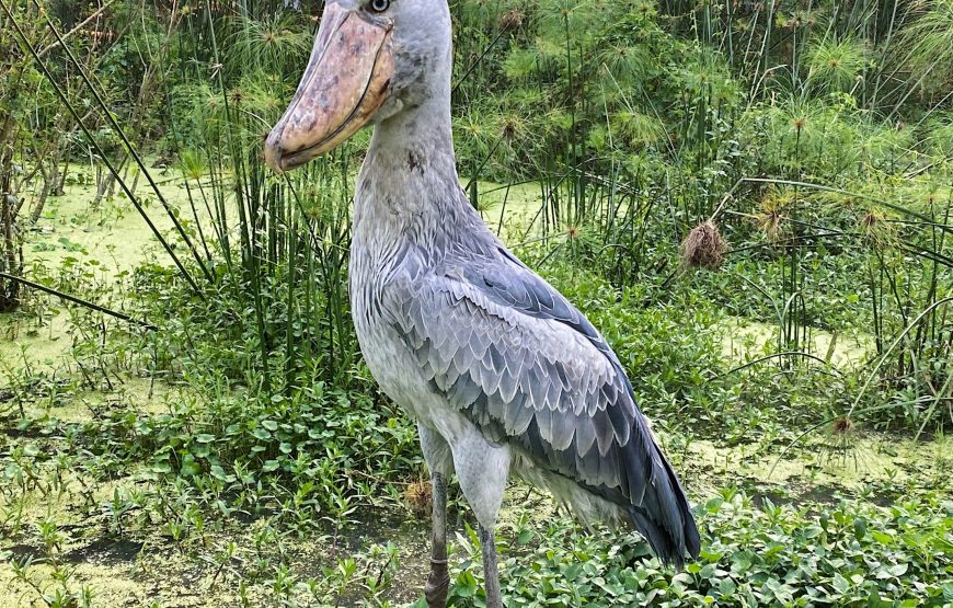 Entebbe Zoo