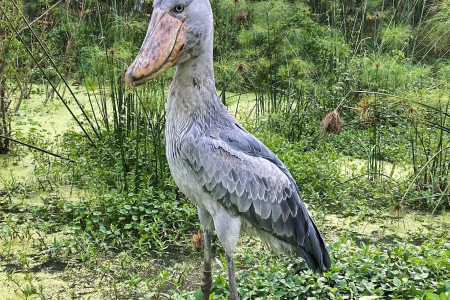 Entebbe Zoo